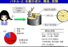 サムネイル：●髪の毛は何で出来てる？●