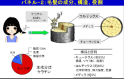 ●髪の毛は何で出来てる？●