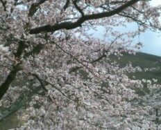 サムネイル：●春はパーマで華やかに●