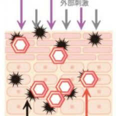 サムネイル：●紫外線対策●