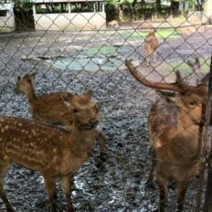 サムネイル：三島市　美容室　初詣