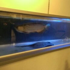 サムネイル：三島市　美容室　大型熱帯魚が鑑賞できるお店です